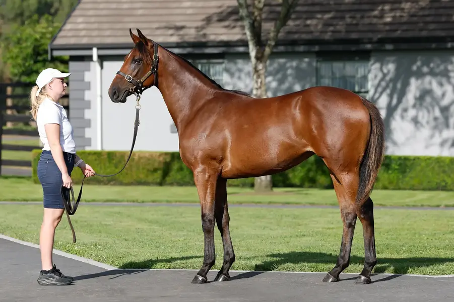 Lot 354 Super Seth (AUS) ‐ Cincoro (NZ) Bay Filly