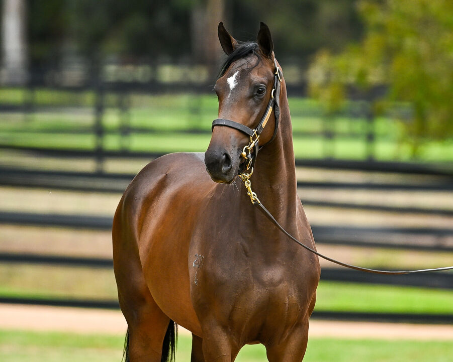 Lot 428 I Am Invincible - Meuse Bay Filly