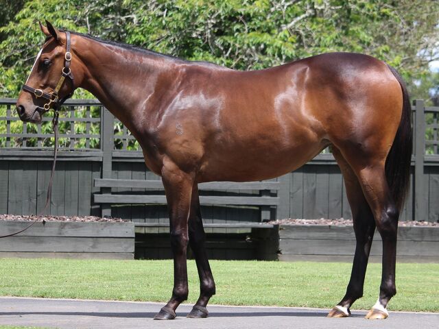 Lot 822 Circus Maximus (IRE) ‐ Lips of an Angel (NZ) Bay Filly