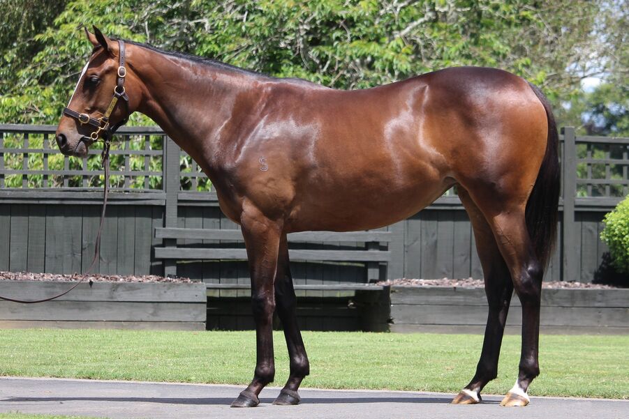 Lot 822 Circus Maximus (IRE) ‐ Lips of an Angel (NZ) Bay Filly