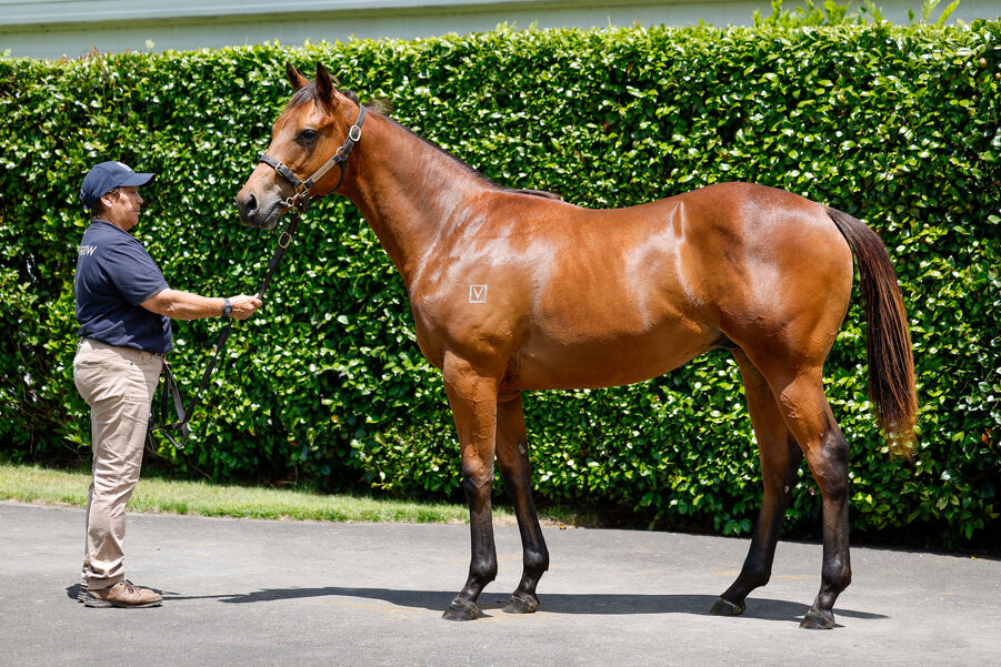 Lot 283 Circus Maximus (IRE) ‐ Asama Blue (IRE) Bay Colt