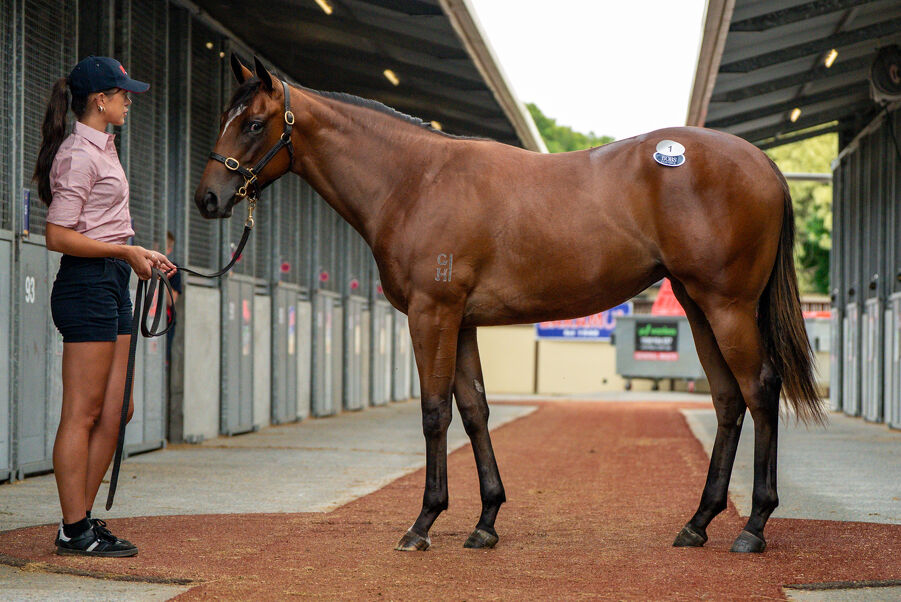 Lot 1 Snitzel (AUS) - Yesterjoy (AUS) Bay Filly