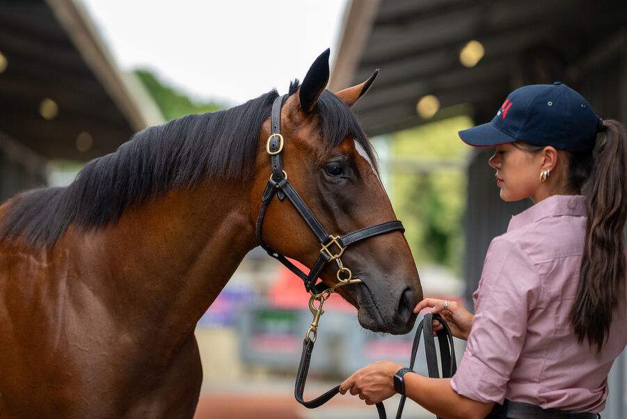 Lot 1 Snitzel (AUS) - Yesterjoy (AUS) Bay Filly