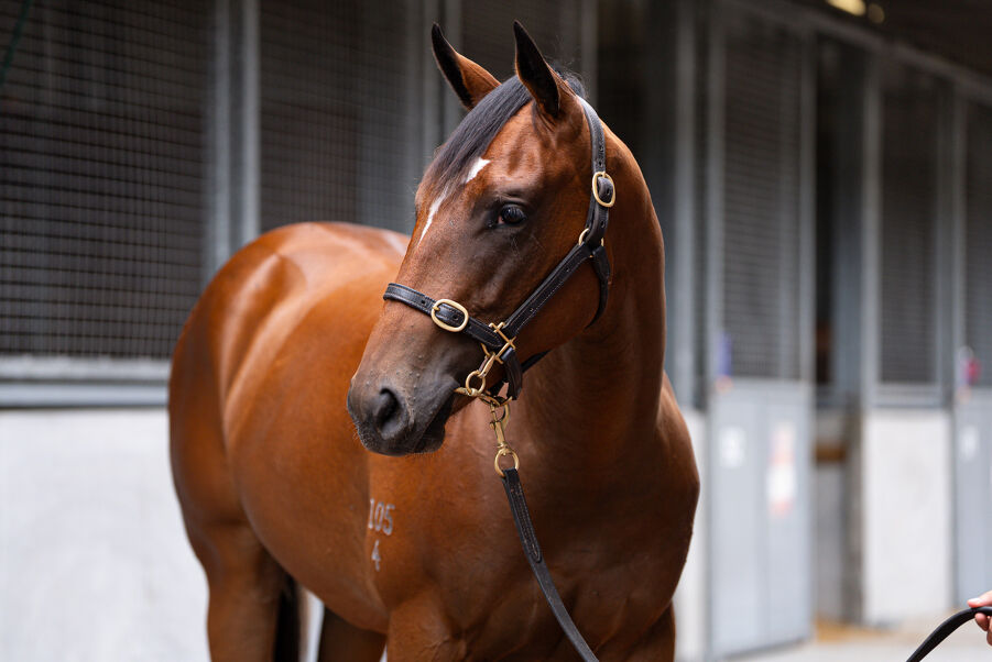 Lot 1 Snitzel (AUS) - Yesterjoy (AUS) Bay Filly