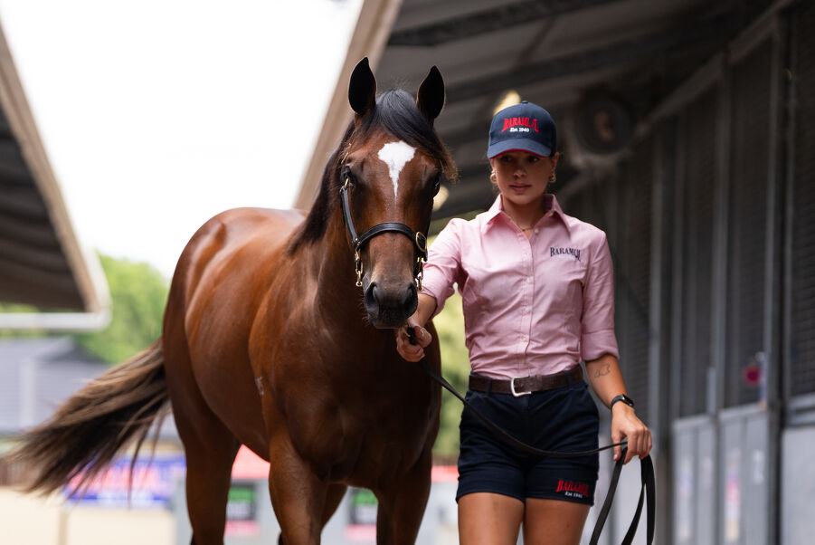 Lot 1 Snitzel (AUS) - Yesterjoy (AUS) Bay Filly