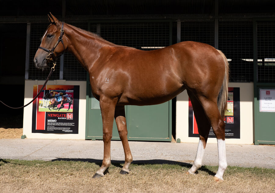 Lot 214 Extreme Choice (AUS) - Deroche (AUS) Chestnut Filly