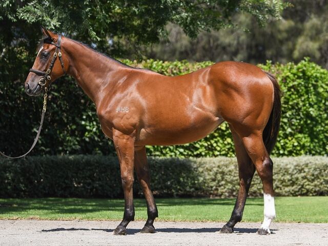 LOT 563 Home Affairs (AUS) - Kings Iris (AUS) bay filly