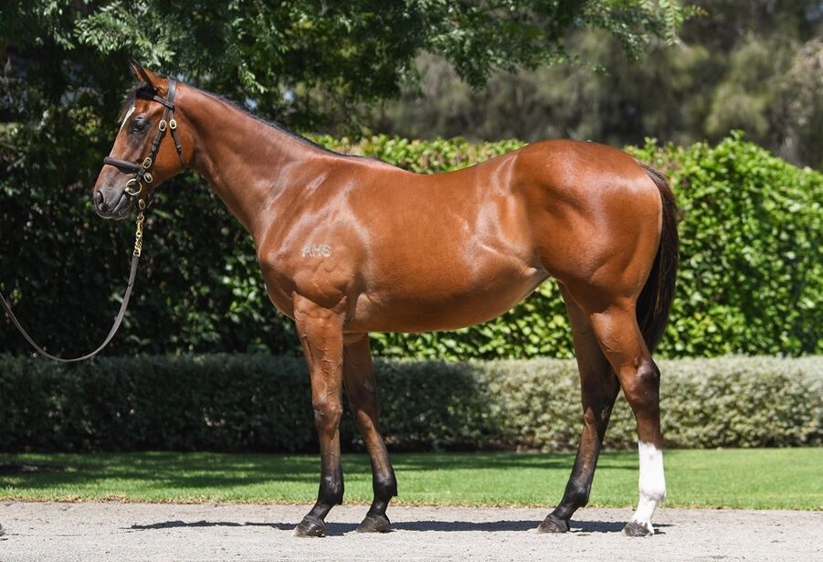 LOT 563 Home Affairs (AUS) - Kings Iris (AUS) bay filly