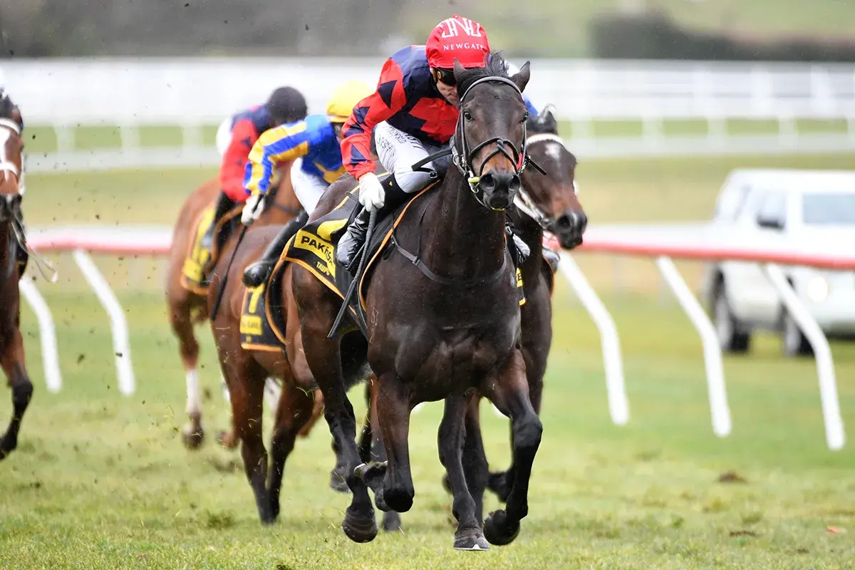 Te Akau Seymour Thursday Preview