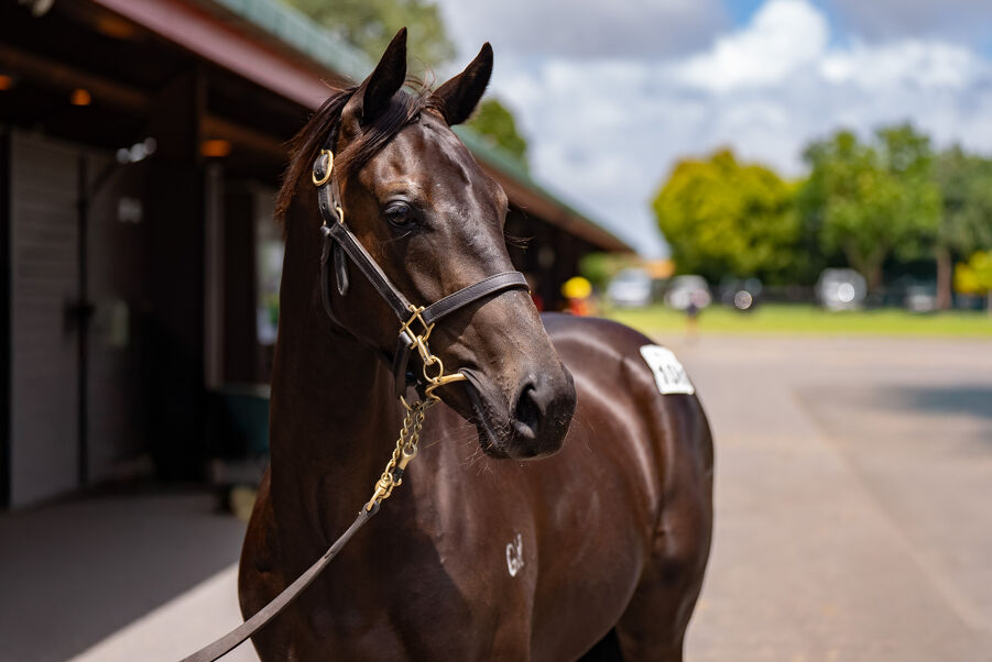 Lot 108 Derryn (AUS) ‐ Secret Spirit (NZ) Bay Colt