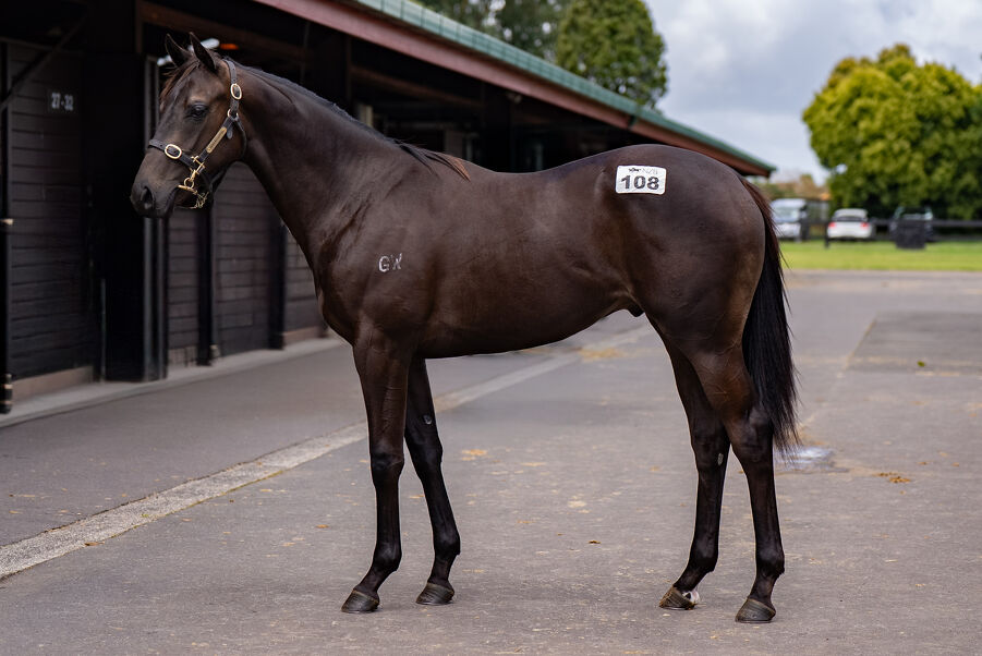 Lot 108 Derryn (AUS) ‐ Secret Spirit (NZ) Bay Colt
