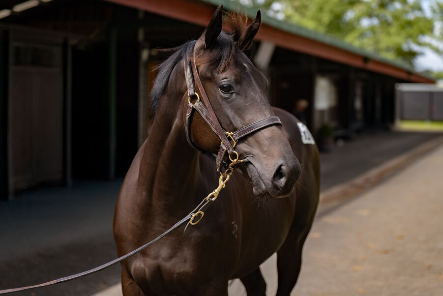 Lot 121 Savabeel (AUS) ‐ Shoulders (AUS) Bay or Brown Filly
