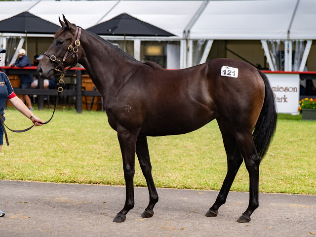 Lot 121 Savabeel (AUS) ‐ Shoulders (AUS) Bay or Brown Filly