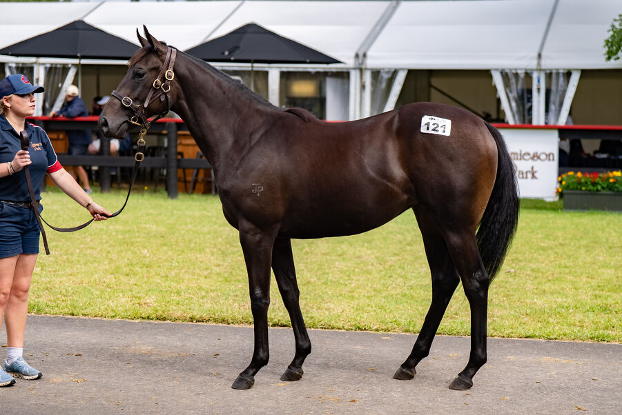 Lot 121 Savabeel (AUS) ‐ Shoulders (AUS) Bay or Brown Filly