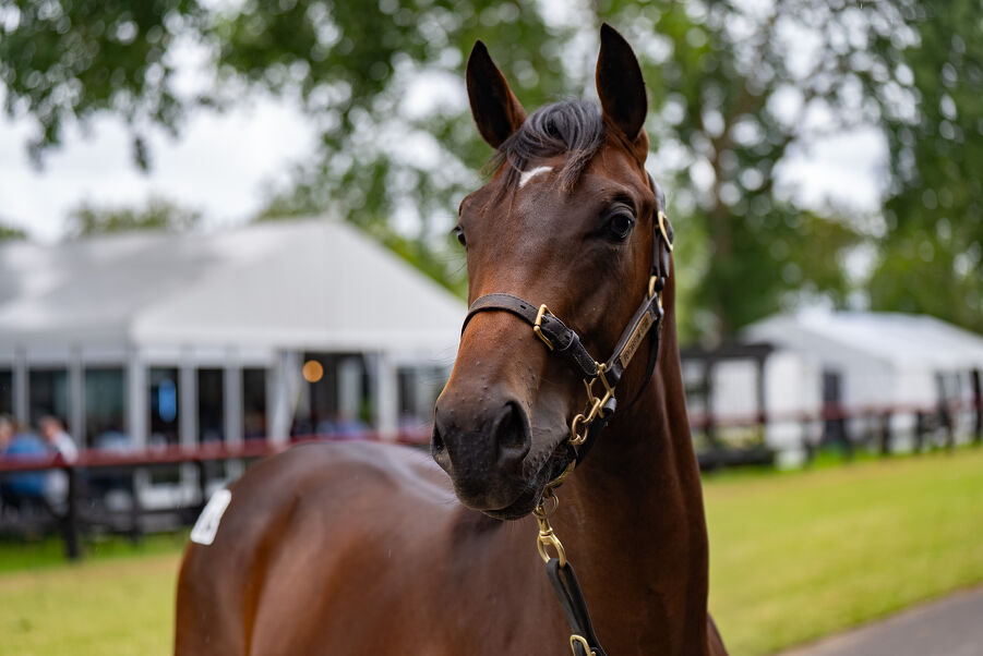 Lot 134 Savabeel (AUS) ‐ Sleeping Beauty (NZ) Bay Colt