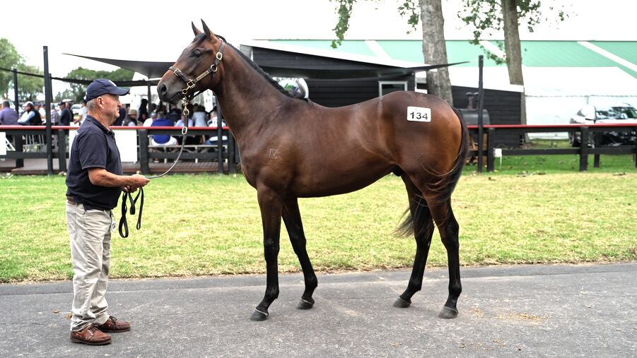 Lot 134 Savabeel (AUS) ‐ Sleeping Beauty (NZ) Bay Colt