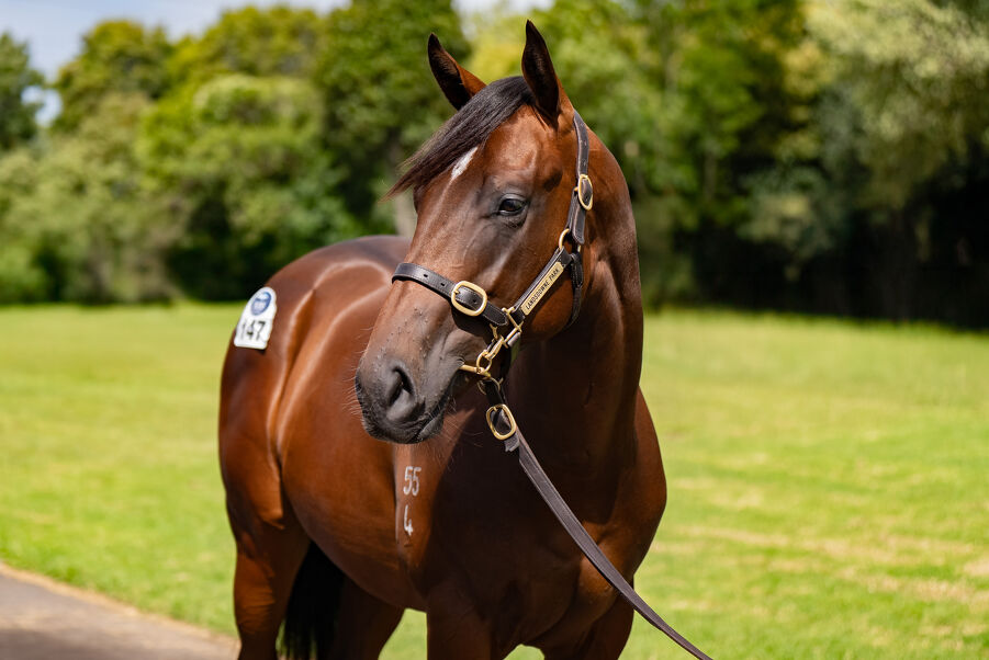Lot 147 Home Affairs (AUS) ‐ Special Memories (AUS) Bay or Brown Colt