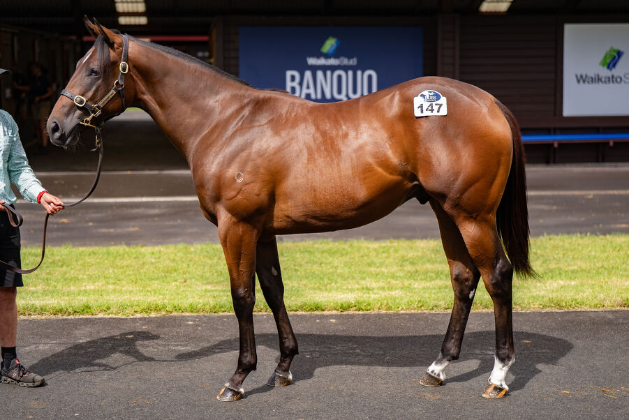 Lot 147 Home Affairs (AUS) ‐ Special Memories (AUS) Bay or Brown Colt