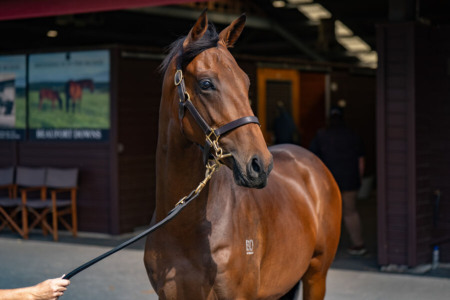 Lot 152 Too Darn Hot (GB) ‐ Spritz (NZ) Brown Colt