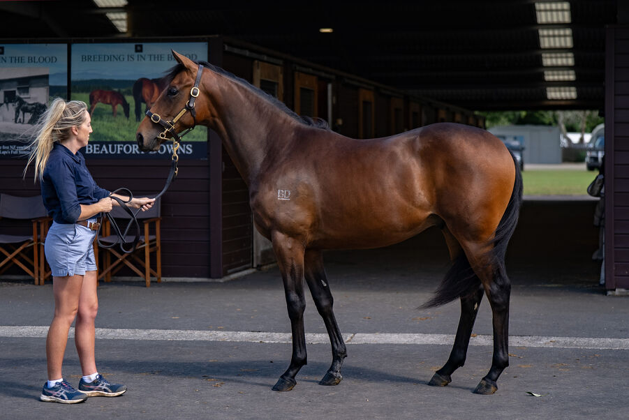 Lot 152 Too Darn Hot (GB) ‐ Spritz (NZ) Brown Colt