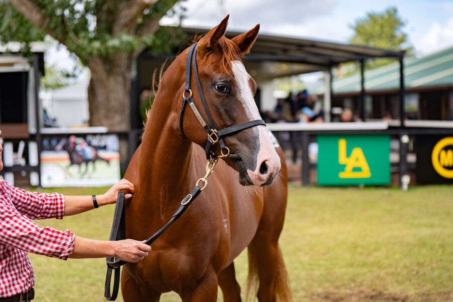 Lot 203 Russian Revolution (AUS) ‐ Two Illicit (NZ) Chestnut Filly