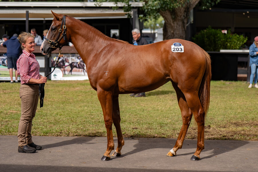 Lot 203 Russian Revolution (AUS) ‐ Two Illicit (NZ) Chestnut Filly