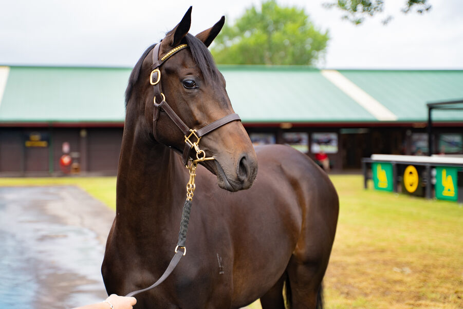 Lot 256 Per Incanto (USA) ‐ Alam Mo Na (AUS) Brown Filly