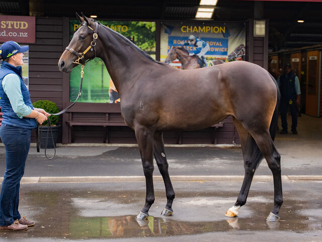 Lot 256 Per Incanto (USA) ‐ Alam Mo Na (AUS) Brown Filly