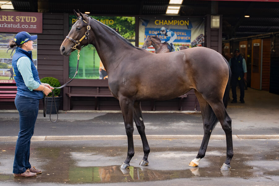 Lot 256 Per Incanto (USA) ‐ Alam Mo Na (AUS) Brown Filly