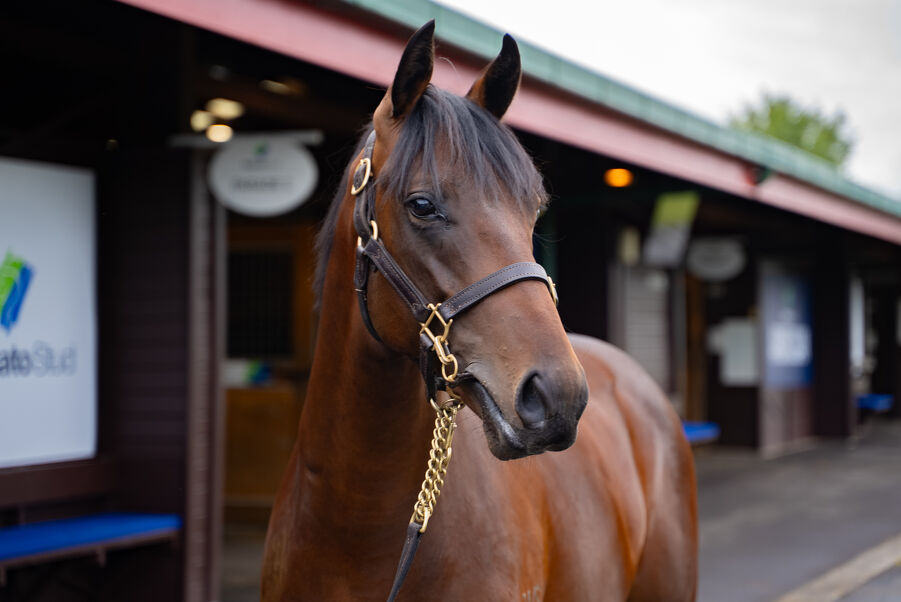 Lot 267 Super Seth (AUS) ‐ American Actress (NZ) Brown Colt