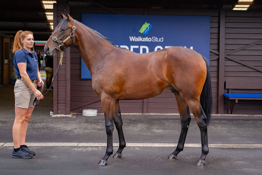 Lot 267 Super Seth (AUS) ‐ American Actress (NZ) Brown Colt