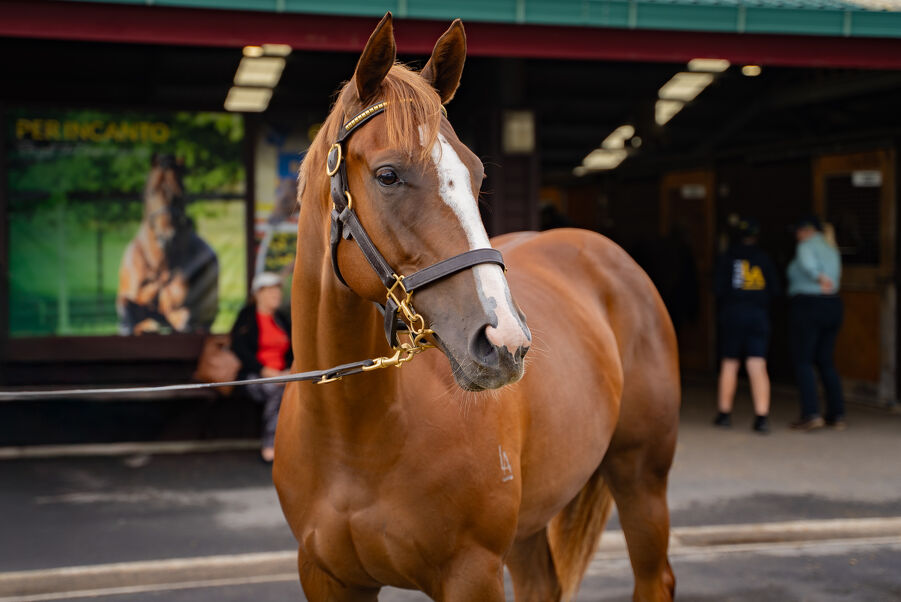 Lot 270 In the Congo (AUS) ‐ Anaween (AUS) Chestnut Filly