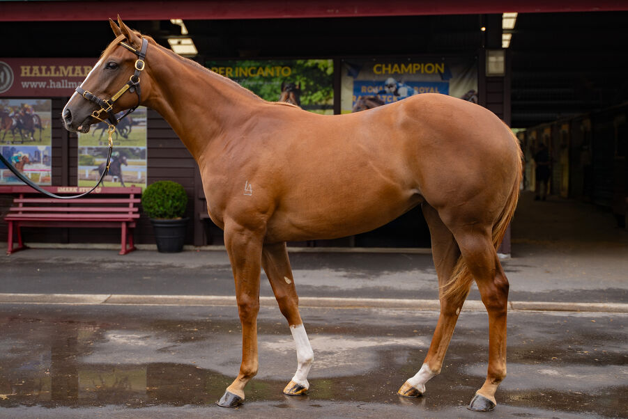 Lot 270 In the Congo (AUS) ‐ Anaween (AUS) Chestnut Filly