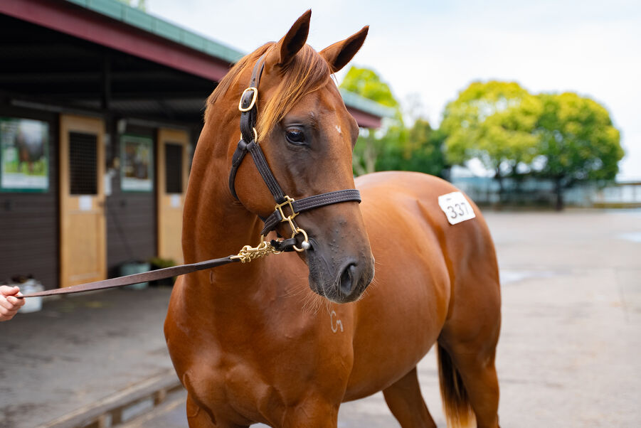 Lot 337 Circus Maximus (IRE) ‐ Catch Your Idol (NZ)