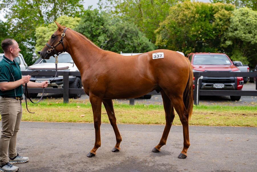 Lot 337 Circus Maximus (IRE) ‐ Catch Your Idol (NZ)