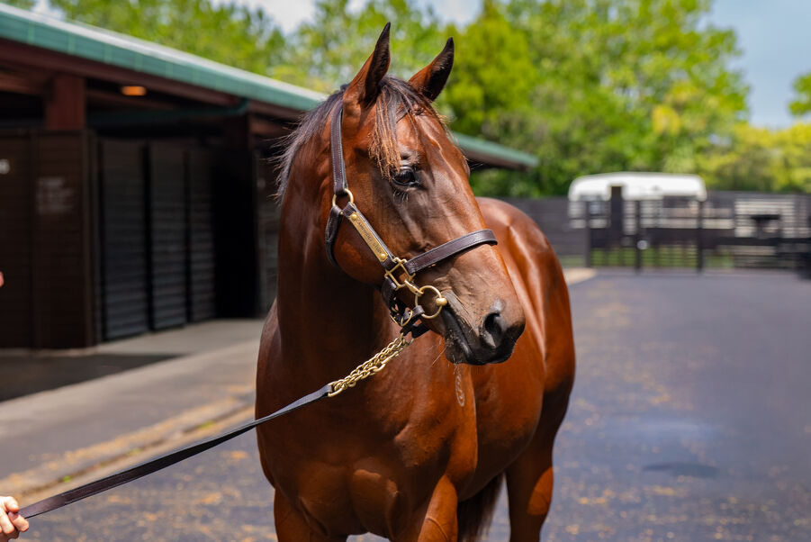 Lot 33 Spirit of Boom (AUS) ‐ Pazienza (AUS) Bay Colt