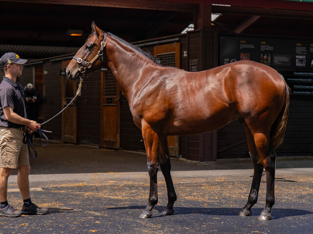 Lot 33 Spirit of Boom (AUS) ‐ Pazienza (AUS) Bay Colt