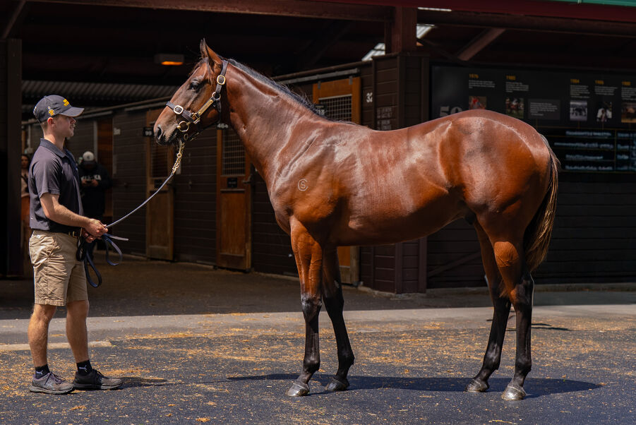 Lot 33 Spirit of Boom (AUS) ‐ Pazienza (AUS) Bay Colt