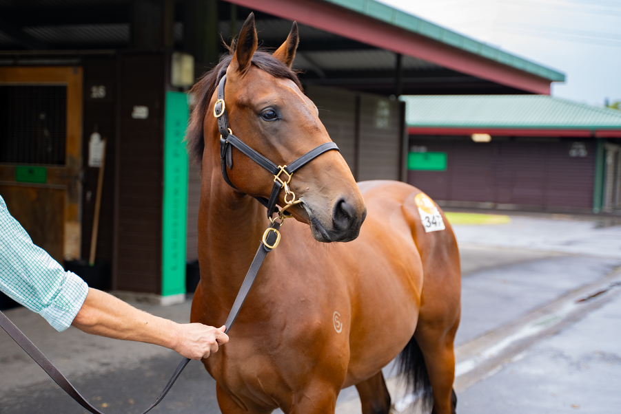 Lot 347 Spirit of Boom (AUS) ‐ Chenzel (NZ) Bay Colt