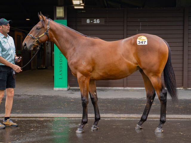 Lot 347 Spirit of Boom (AUS) ‐ Chenzel (NZ) Bay Colt