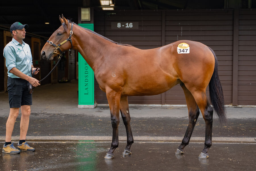 Lot 347 Spirit of Boom (AUS) ‐ Chenzel (NZ) Bay Colt