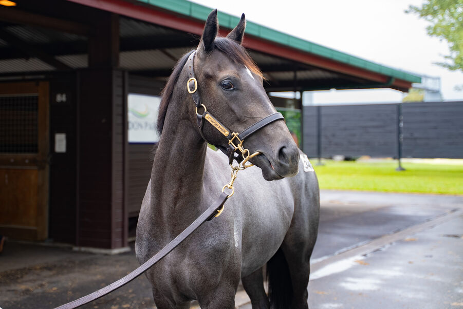 Lot 348 Savabeel (AUS) ‐ Chiaretta (NZ) Grey Filly