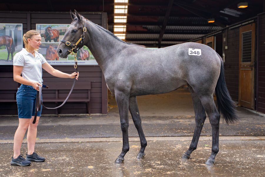 Lot 348 Savabeel (AUS) ‐ Chiaretta (NZ) Grey Filly