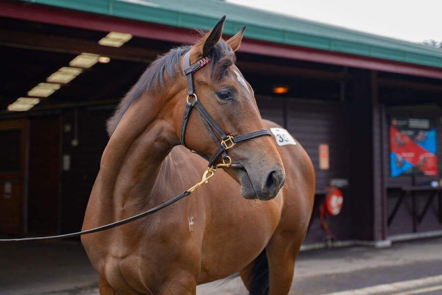 Lot 357 Proisir (AUS) ‐ Colerne (AUS) Bay Filly