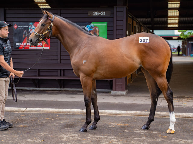 Lot 357 Proisir (AUS) ‐ Colerne (AUS) Bay Filly