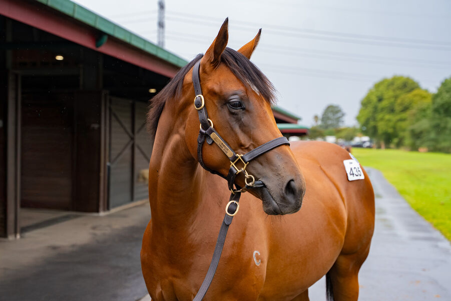 Lot 435 Home Affairs (AUS) ‐ Francesca (NZ) Bay Filly
