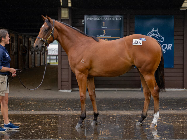 Lot 435 Home Affairs (AUS) ‐ Francesca (NZ) Bay Filly