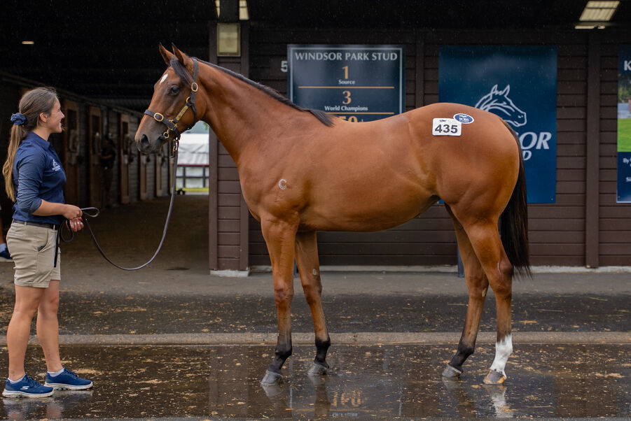 Lot 435 Home Affairs (AUS) ‐ Francesca (NZ) Bay Filly
