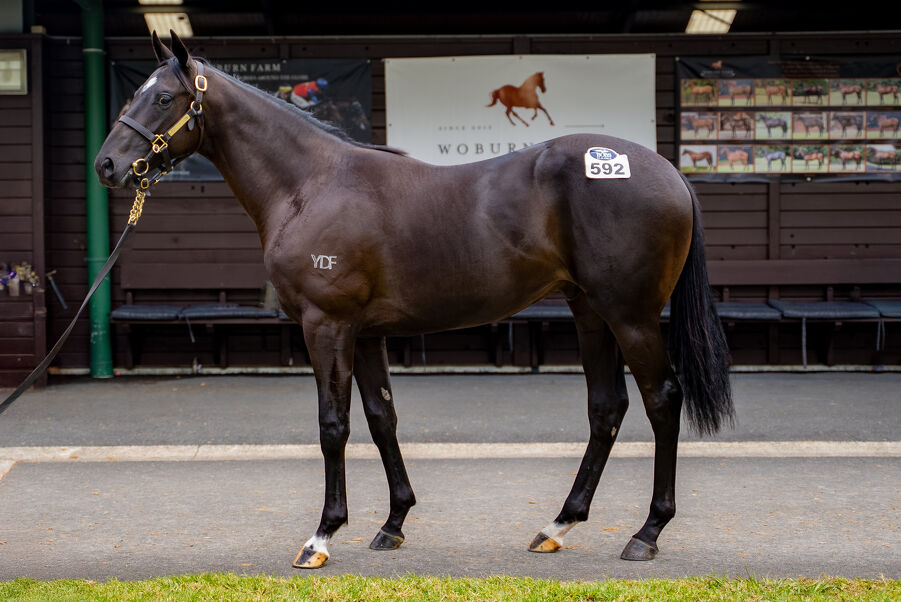 Lot 592 Trapeze Artist (AUS) ‐ Pickup the Pieces (AUS) Black or Brown Colt