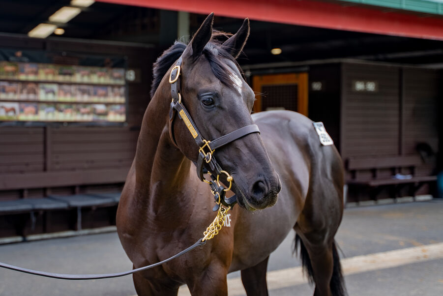 Lot 592 Trapeze Artist (AUS) ‐ Pickup the Pieces (AUS) Black or Brown Colt